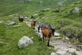 Goat family in the alps