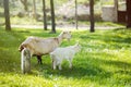 Goat family on a pasture in a green meadow Royalty Free Stock Photo