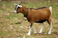 Goat on farm Royalty Free Stock Photo