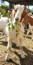 Goat farm animal Royalty Free Stock Photo