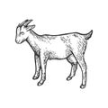 Goat farm animal sketch engraving vector