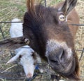 Goat at farm being rambunctious Royalty Free Stock Photo