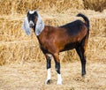 Goat in farm Royalty Free Stock Photo