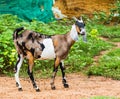 Goat in farm Royalty Free Stock Photo