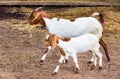 Goat in farm Royalty Free Stock Photo