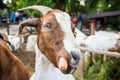 Funny goat portrait eating carrots Royalty Free Stock Photo