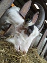 Goat farm eating hay grass