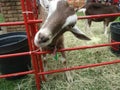 Goat at Farm Exhibition at Rand Show, Johannesburg, South Africa Royalty Free Stock Photo