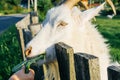 Goat on the farm. Feeding a domestic goat with grass over a fence. Summer and vacation in the village concept Royalty Free Stock Photo