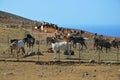 Goat farm on Fuerteventura