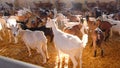 Goat farm. Goats on a farm decorated with hay. Small particles of hay fly in the air in the backlight. Goats are