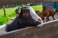 Goat on a farm. Royalty Free Stock Photo