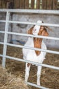 Goat on the farm Royalty Free Stock Photo