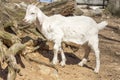 Goat Farm Royalty Free Stock Photo