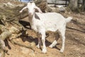 Goat Farm Royalty Free Stock Photo