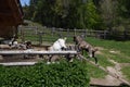 Goat in a farm in the mountains of southtyrol italy. rural life Royalty Free Stock Photo