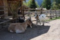 Goat in a farm in the mountains of southtyrol italy. rural life Royalty Free Stock Photo