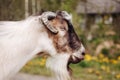 Goat on farm. Pet on the background of village. Animal eat grass in summer. Concept of goat`s milk, cheese, wool