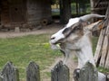 Goat on the farm, a portrait