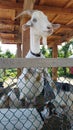 Goat on the farm Royalty Free Stock Photo