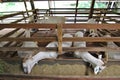 Saanen Dairy Goat Farm Penang