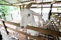 Penang Saanen Dairy Goat Farm Royalty Free Stock Photo