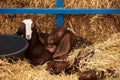 Goat in a farm wooden shed, close-up. Agriculture industry Royalty Free Stock Photo