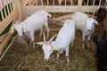 Goat in a farm wooden shed, close-up. Agriculture industry Royalty Free Stock Photo