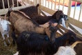 Goat in a farm wooden shed, close-up. Agriculture industry Royalty Free Stock Photo