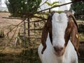 Goat in farm Royalty Free Stock Photo