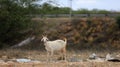 goat farming in bahia Royalty Free Stock Photo