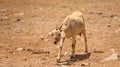 goat farming in bahia