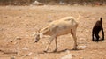 goat farming in bahia Royalty Free Stock Photo