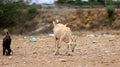 goat farming in bahia Royalty Free Stock Photo