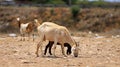 goat farming in bahia