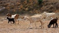 goat farming in bahia Royalty Free Stock Photo