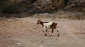 goat farming in bahia Royalty Free Stock Photo