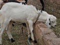 Goat farming beautiful coular for heart