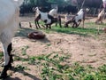 Goat farming in pakistan, goats group