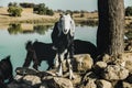 Goat farming in Rajasthan, India