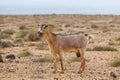 Goat farming is widespread on the island of Fuerteventura