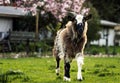 Goat on farmland and looking at camera. Copy space photography Royalty Free Stock Photo