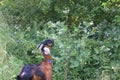 Goat feasts on burdock, Nubian long-eared breed, gulabi with large hanging ears, Moscow region Royalty Free Stock Photo