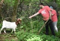 Goat fed by visitor