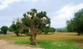 Goat feeding on argan seed