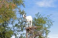 Goat feeding in argan tree