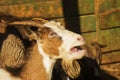 Goat, female Capra aegagrus hircus portrait photo