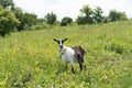 Goat female feeding in meadow on sunny day, countryside landscape in Ukraine. Rural scene with nanny. Royalty Free Stock Photo