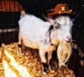 Goat with festive hat stasta dung in hay warm sunlight Royalty Free Stock Photo