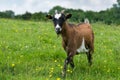 Goat in a field Royalty Free Stock Photo